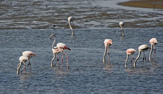 101 Walvis Bay, mola mola dolphin tour.JPG